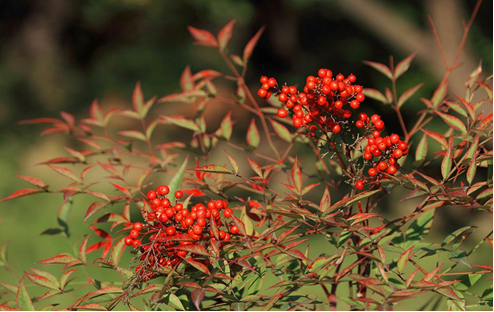 image005.png